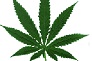 Cannabis_mini